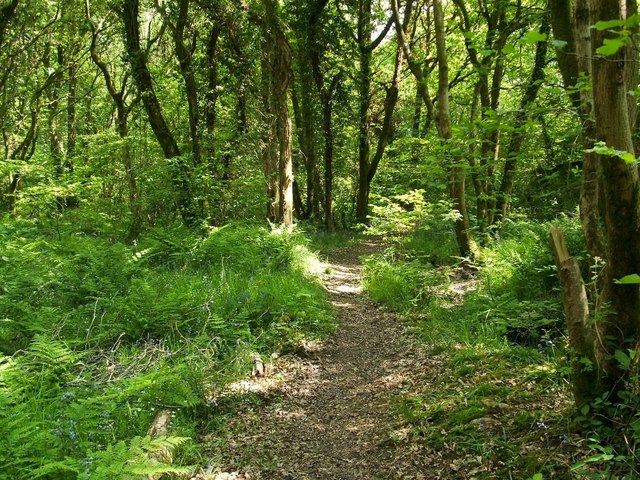 A path through the woods