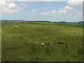 SN8783 : Grazing on Allt y Derw by Nigel Brown