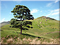 NY4704 : Solitary sycamore, Stile End by Karl and Ali