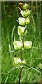 NJ3265 : Yellow Rattle (Rhinanthus minor) by Anne Burgess