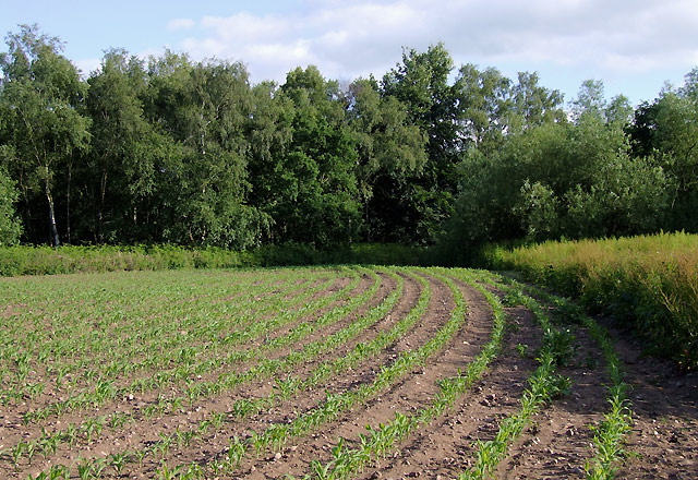 Maize field near Fradley, Staffordshire