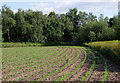 SK1313 : Maize field near Fradley, Staffordshire by Roger  D Kidd