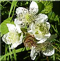 NO6948 : Bramble (Rubus fruticosus) by Anne Burgess