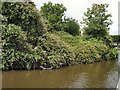 SU8602 : Bushes by Chichester Canal by Paul Gillett