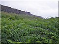 NG2554 : Bracken! by Richard Dorrell