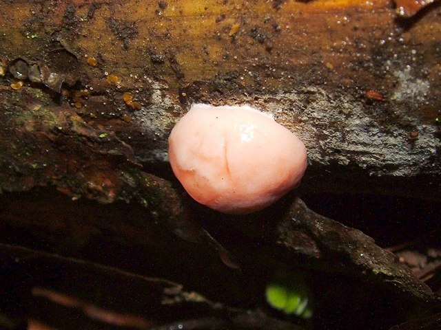 A slime mould - Lycogala terrestre (plasmodium)