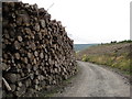 SN7849 : Log piles in Dalarwen forest by John Light