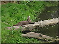 TR2558 : Otter at Wingham Wildlife Park by Oast House Archive