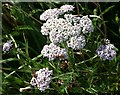 NO7048 : Yarrow (Achillea millefolium) by Anne Burgess