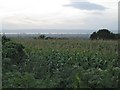 ST6690 : Maize near Milbury Heath by Robin Stott