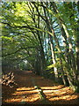 SX7878 : Templer Way in Yarner Wood by Derek Harper