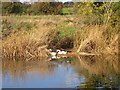 SP1752 : Nesting swans on the River Avon by David P Howard