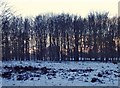 TQ1971 : Young beech plantation near Thatched House Lodge, Richmond Park by Stefan Czapski