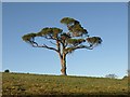 SX8062 : Pine, Dartington by Derek Harper