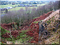 SJ8760 : Former quarry on Congleton Edge by Stephen Craven