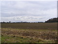 TM3666 : Fields at Kelsale Hall Farm by Geographer