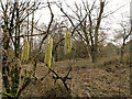 TM3191 : Catkins, a sign that Spring is on the way by Adrian S Pye