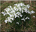 NJ6163 : Snowdrops (Galanthus nivalis) by Anne Burgess