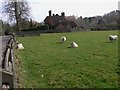 SU8643 : Sheep at Tilford by Shazz