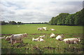 TG4117 : Cattle in a water meadow by E Gammie