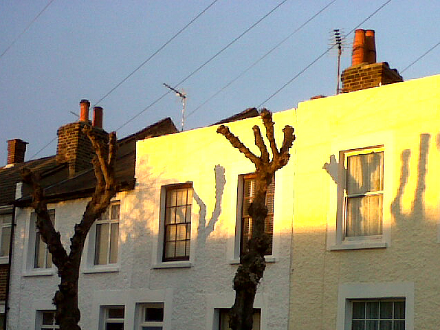 Shadows of trees