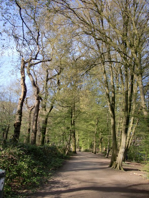 Highgate Wood in early April (2)