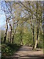 TQ2888 : Highgate Wood in early April (2) by Stefan Czapski