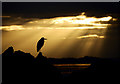 J5082 : Heron silhouette, Bangor by Rossographer