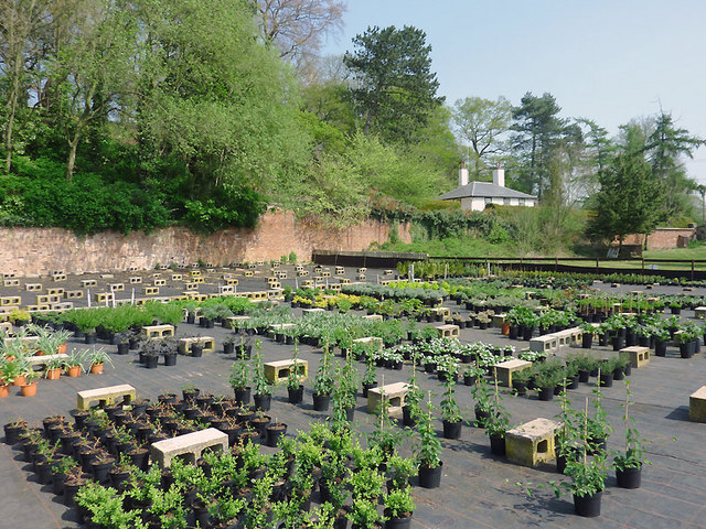 Prestwood Cave Nursery near Stourton, Staffordshire