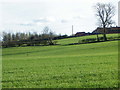 NZ2407 : Grass crop near Middleton Tyas by Maigheach-gheal