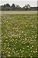 SU0195 : Field of dandelions by Philip Halling