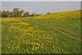 SU1194 : Field of buttercups by Philip Halling