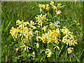 NO4351 : Cowslips (Primula veris) by Anne Burgess