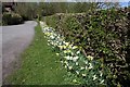 SJ4161 : Daffodils on the Eaton Estate by Jeff Buck