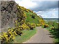 NS8597 : Basalt crag above Menstrie by Richard Webb