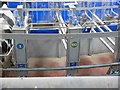 NX4343 : Rotary Parlour at Broadwigg Farm by Andy Farrington