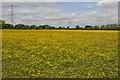 SU2899 : Field of buttercups by Philip Halling