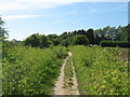 TR3564 : Footpath near Little Cliffsend by David Anstiss