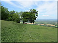 TQ1412 : Eastern Edge of Chanctonbury Ring by Chris Heaton