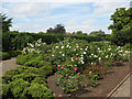 TL3800 : Waltham Abbey rose garden by Stephen Craven