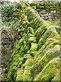 NZ6009 : Moss on the wall, Kildale by Maigheach-gheal