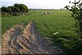 SW9778 : Sheep near Plain Street by Derek Harper