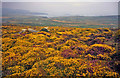 SH1527 : Lowland heath at Mynydd Anelog by Trevor Rickard