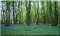 TQ8132 : Coppiced trees and bluebells by N Chadwick