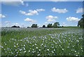 SU6562 : Flax (Linum usitatissimum) by Mr Ignavy