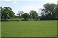 SP2164 : Horses east of Claverdon Leys by Robin Stott