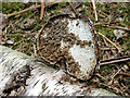 TG4600 : Birch bracket fungus (Piptoporus betulinus) by Evelyn Simak