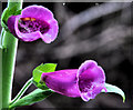 J4477 : Foxgloves, Cairn Wood, Craigantlet by Albert Bridge