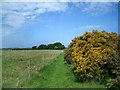 SU6490 : Footpath with  Gorse Bush by Des Blenkinsopp