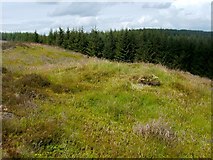 NS4376 : Grouse Butt near Riggangower by Lairich Rig